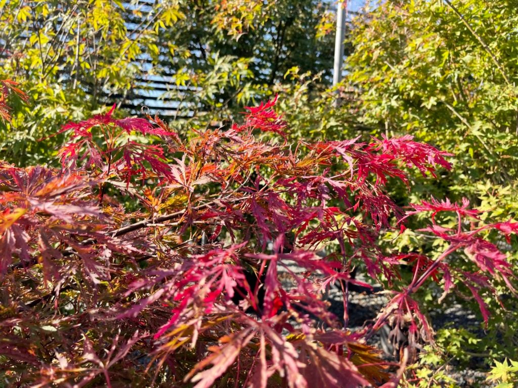 Acer palmatum dissectum 'Crimson Princess' - Image 3