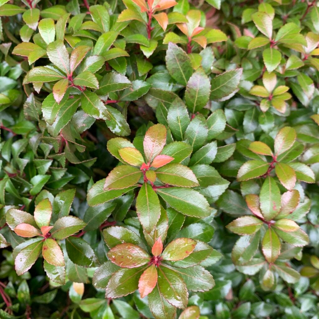 Pieris japonica 'Little Heath'