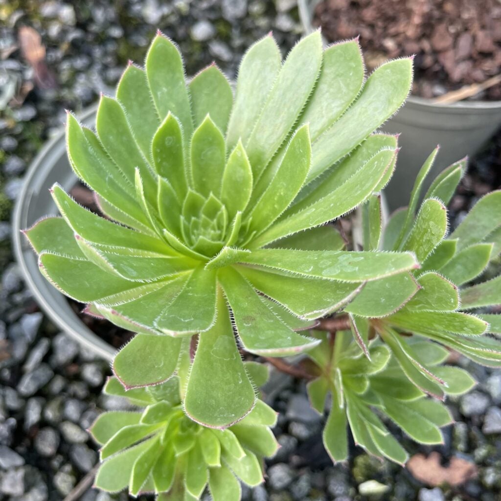 Aeonium Simsii - Image 2