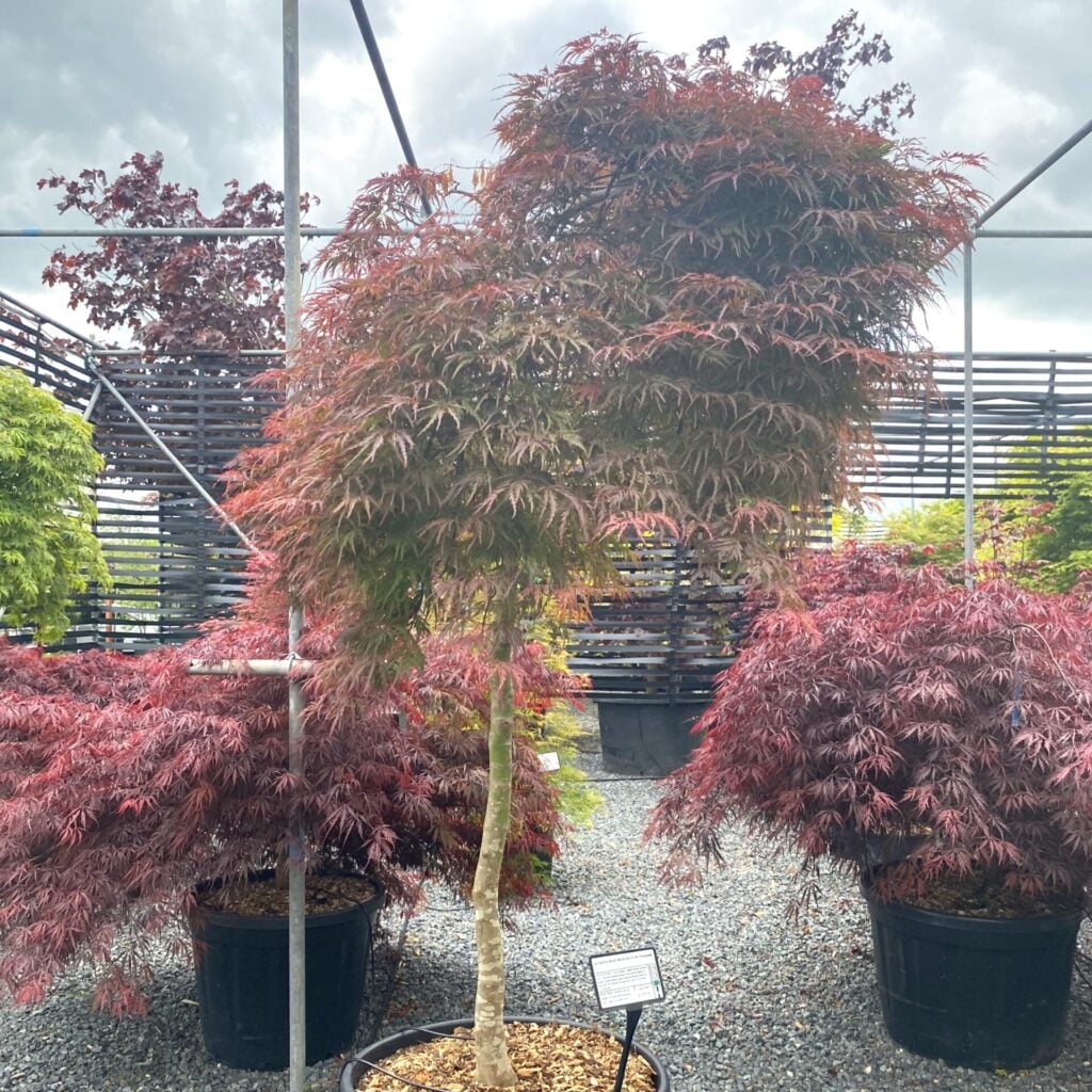 Acer palmatum dissectum 'Orangeola'