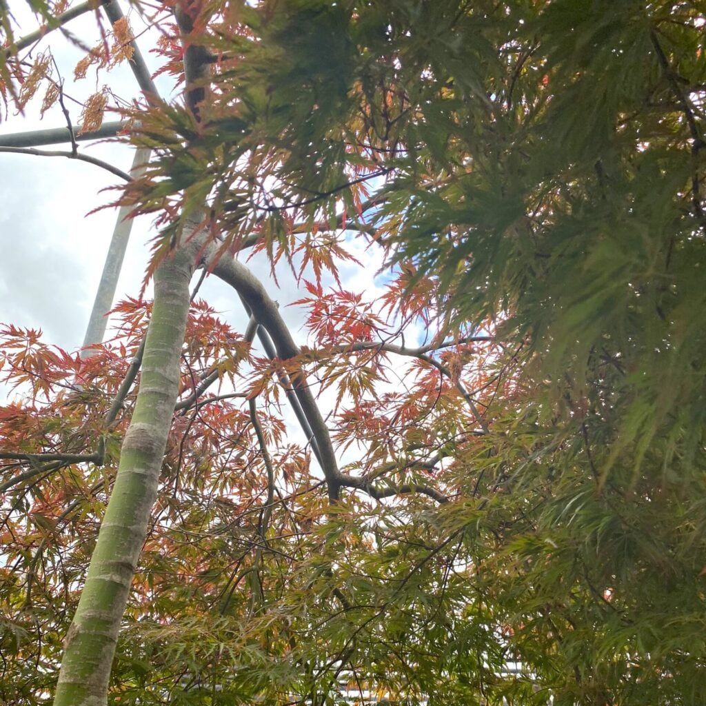Acer palmatum dissectum 'Orangeola' - Image 5