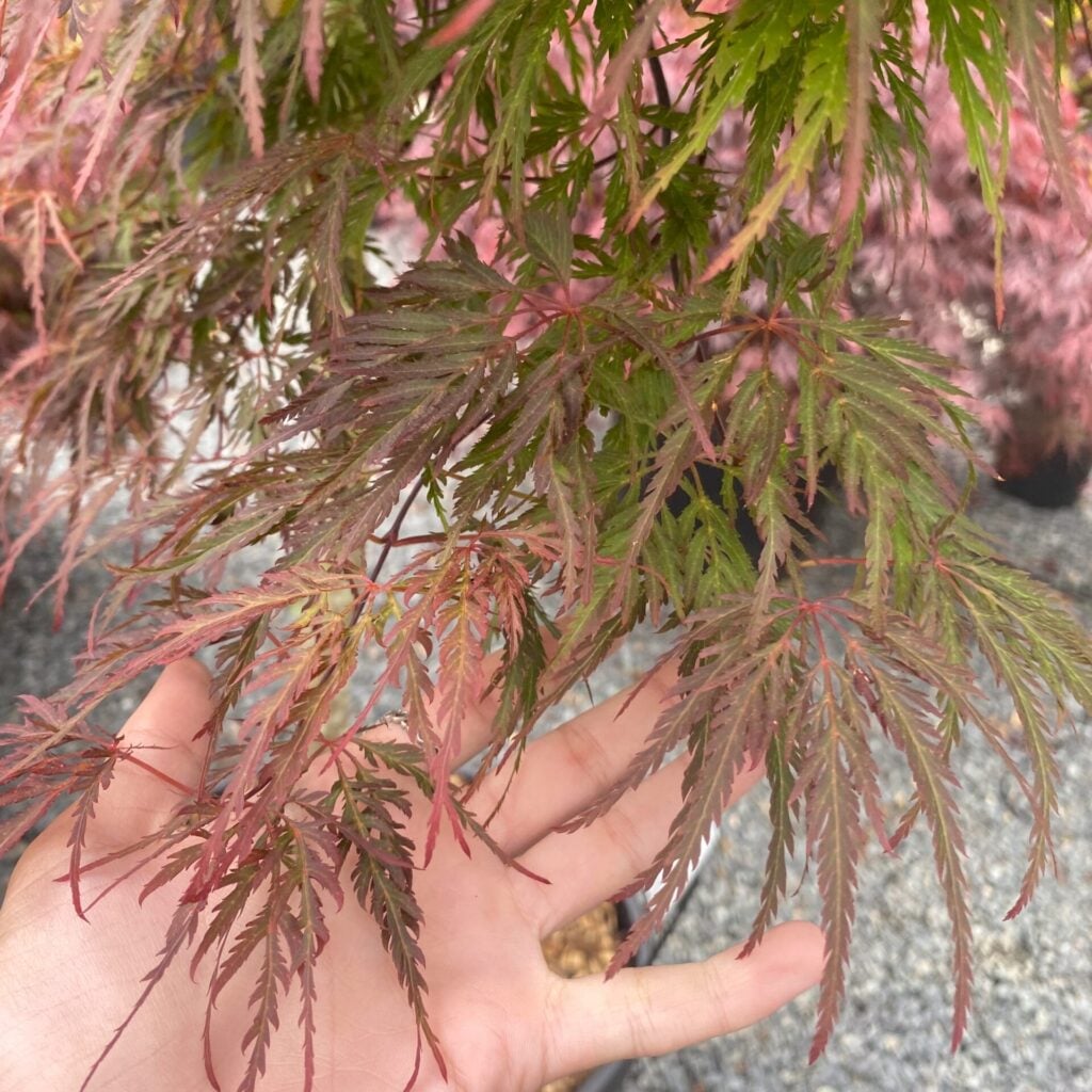 Acer palmatum dissectum 'Orangeola' - Image 2