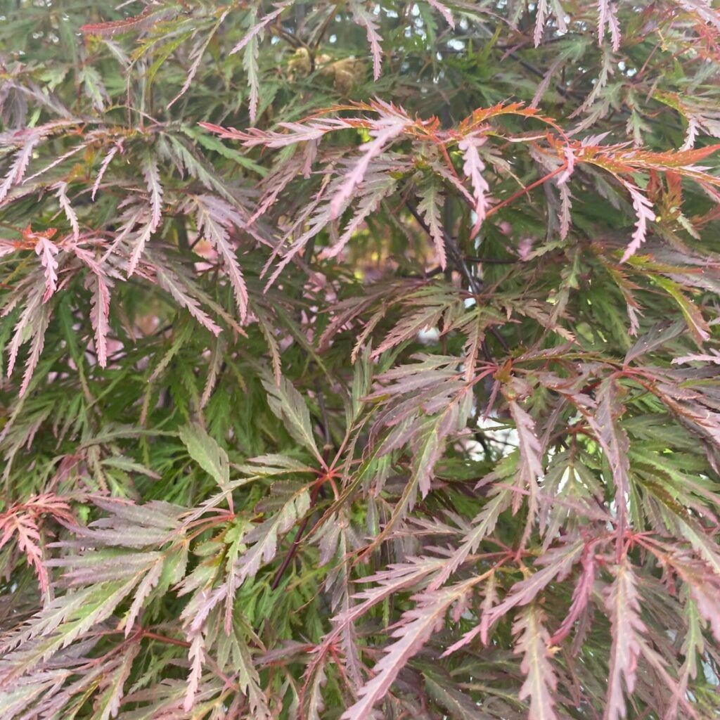 Acer palmatum dissectum 'Orangeola' - Image 4