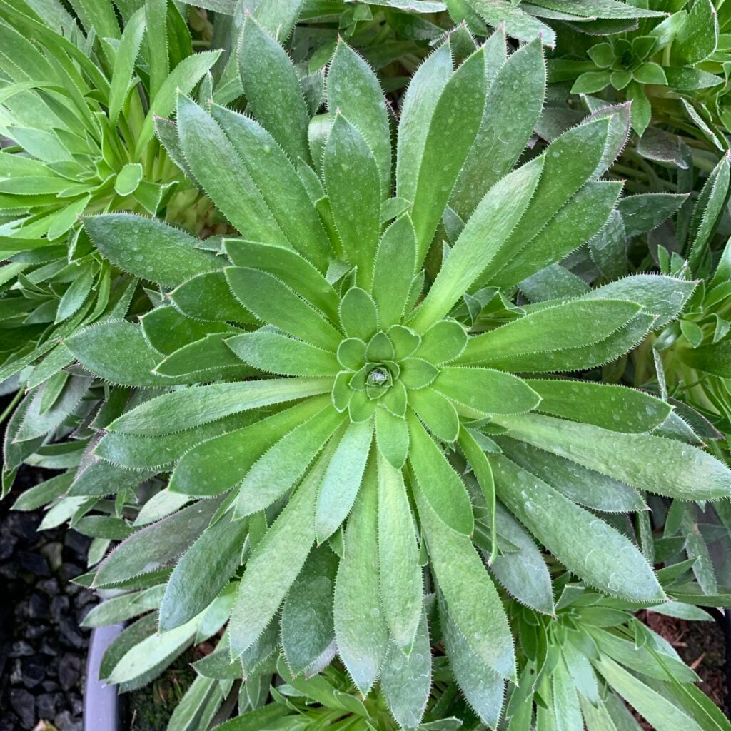 Aeonium Simsii