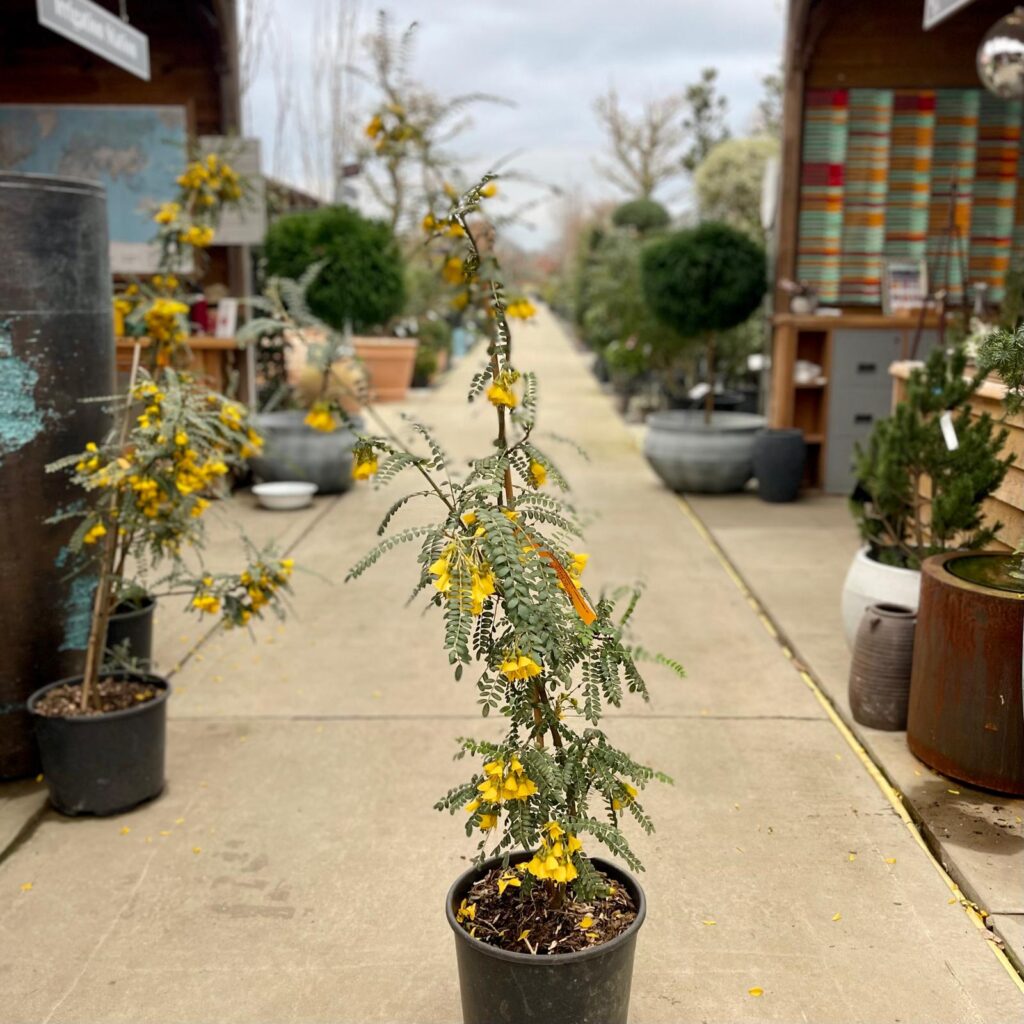 Sophora Microphylla 'Sun King' - Image 2