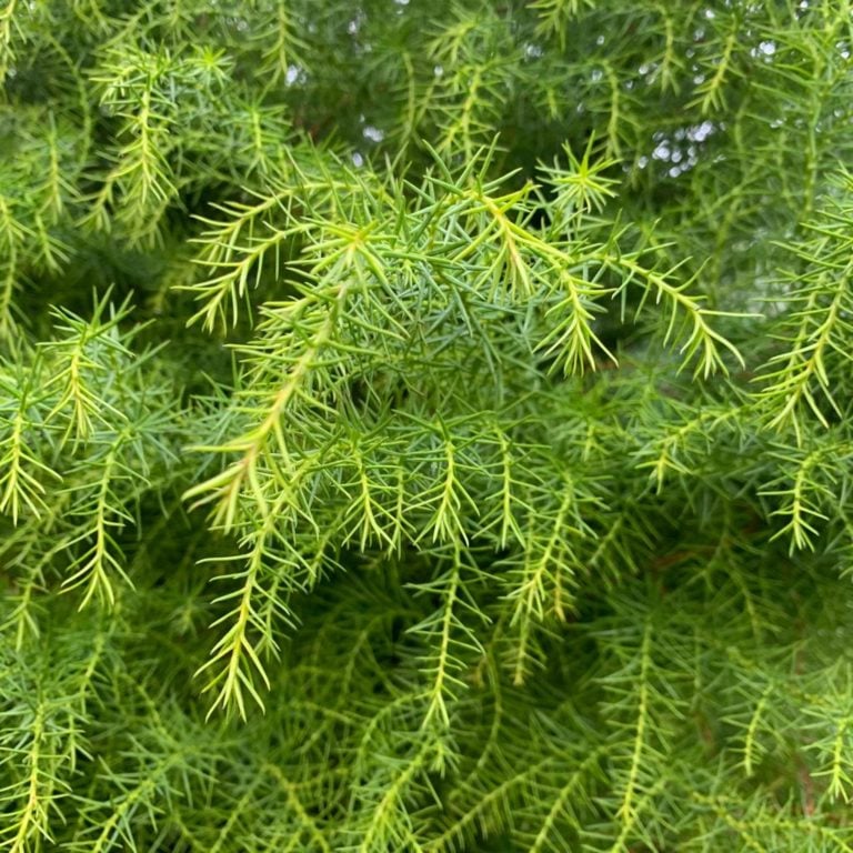 Cryptomeria Japonica 'Elegans viridis' Architectural Plants