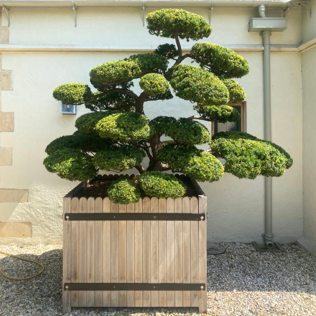 Taxus cuspidata 'Niwaki'