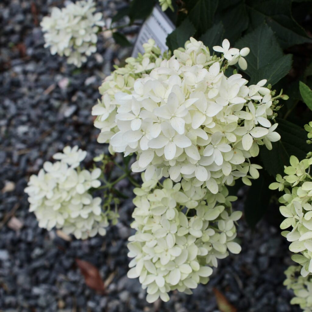 Hydrangea Paniculata 'Limelight' UK Plants Architectural Plants