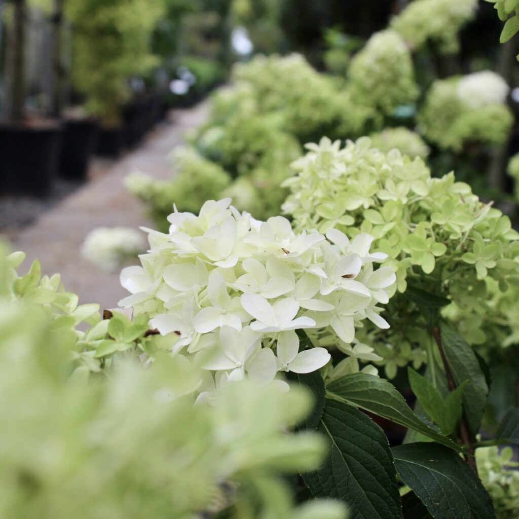Hydrangea Paniculata 'Limelight' UK Plants Architectural Plants