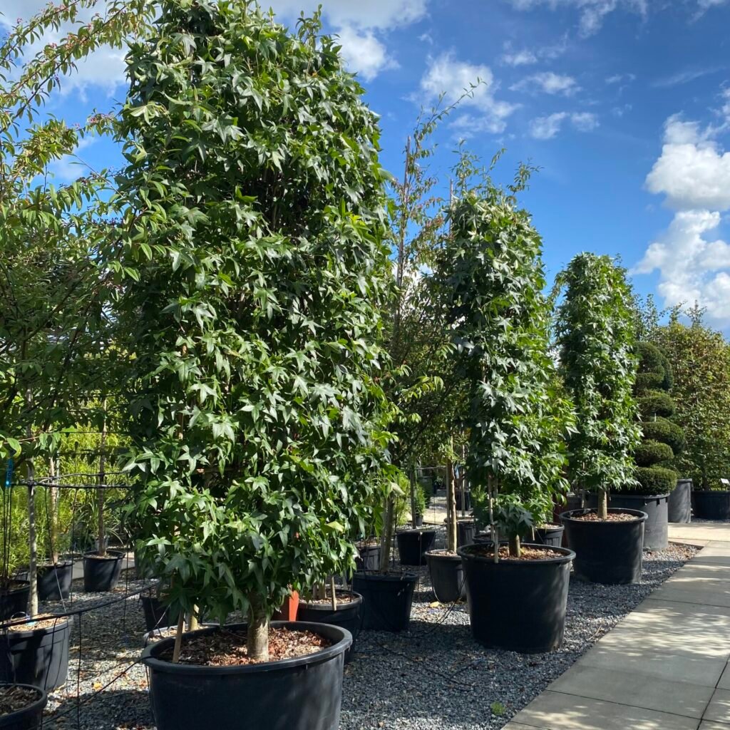 Large Trees for Sale in the UK Over 30ft Architectural Plants