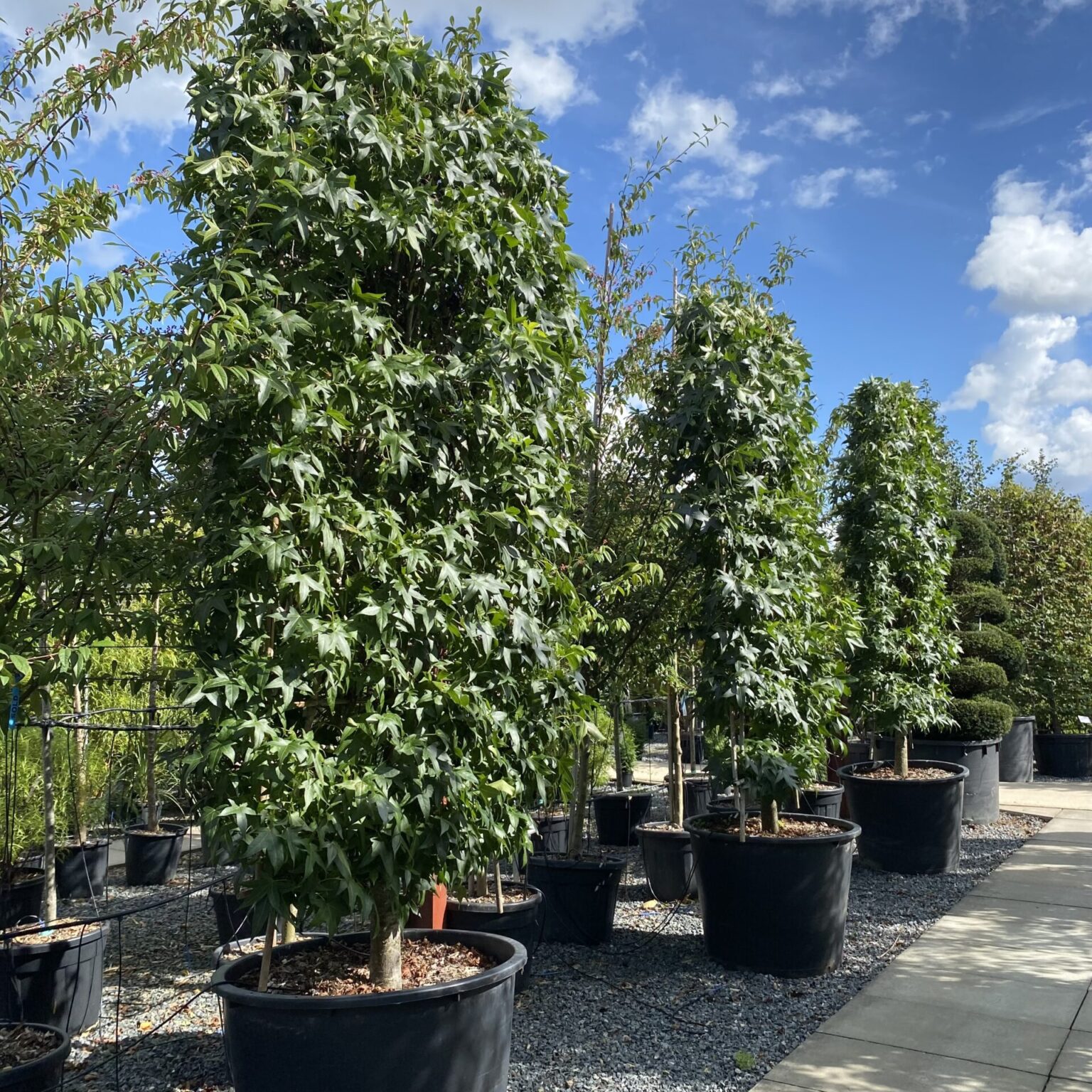 Large Trees for Sale in the UK Over 30ft Architectural Plants