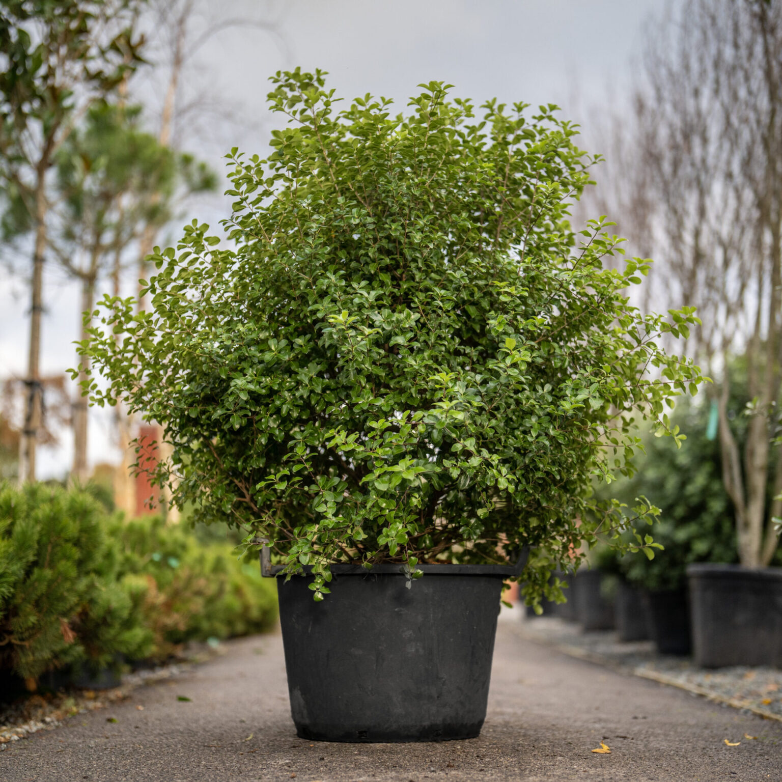 Pittosporum tenuifolium 'Irish Luck' Architectural Plants