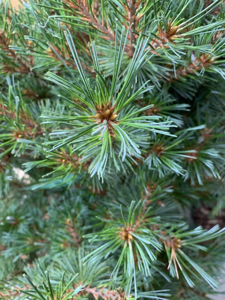 Pinus strobus 'Krueger's Liliput'
