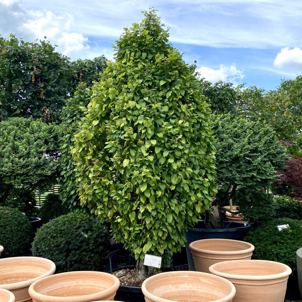 Large Trees for Sale in the UK Over 30ft Architectural Plants