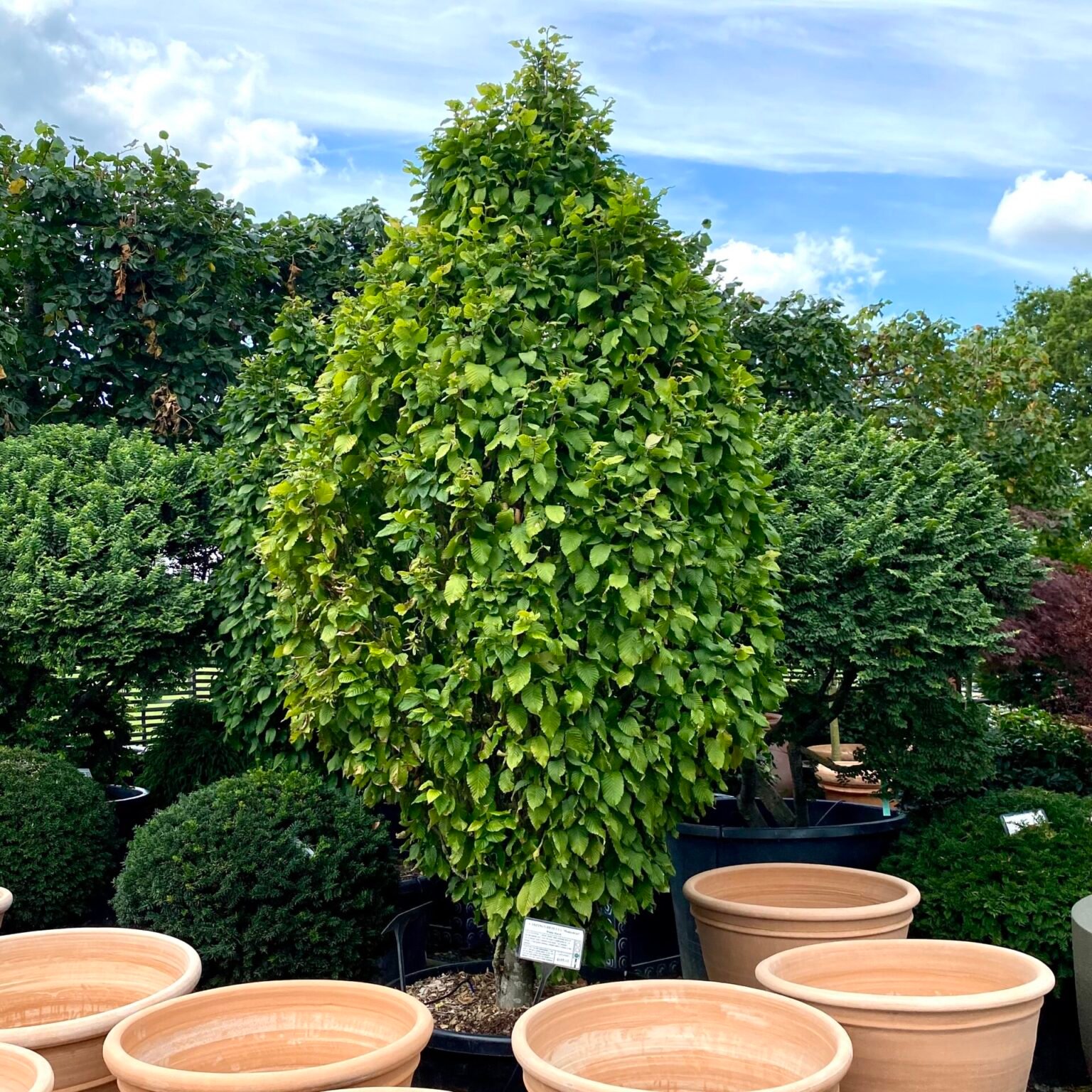 Large Trees for Sale in the UK Over 30ft Architectural Plants