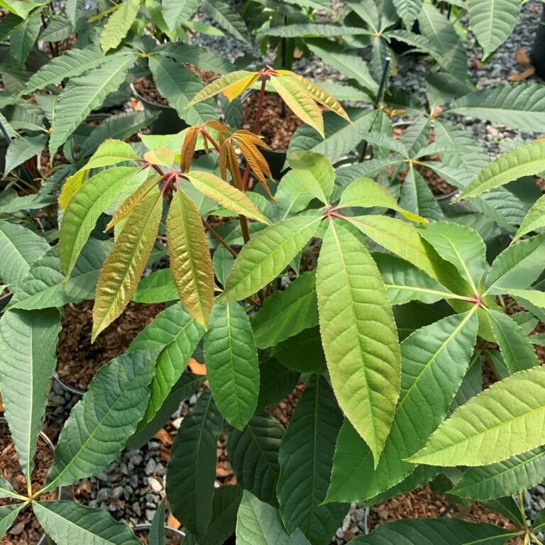 Large Trees for Sale in the UK Over 30ft Architectural Plants