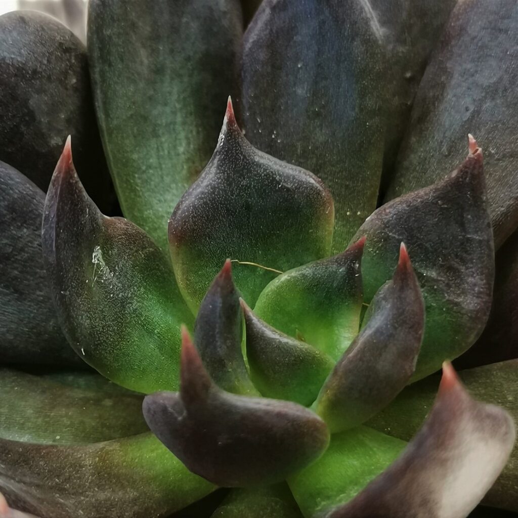Echeveria 'Black Prince'