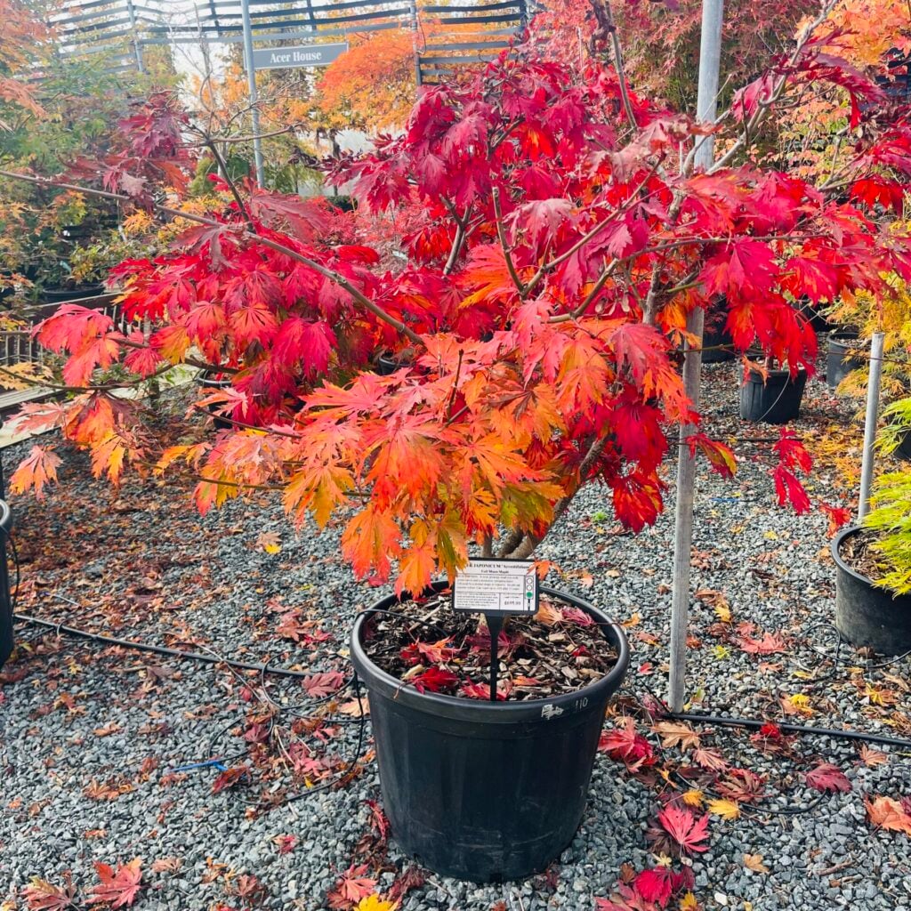Acer japonicum aconitifolium 'Full Moon' - Image 3