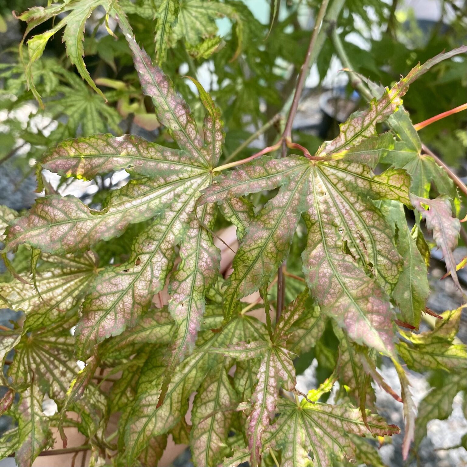 Buy Acer palmatum 'Peaches and Cream' Architectural Plants