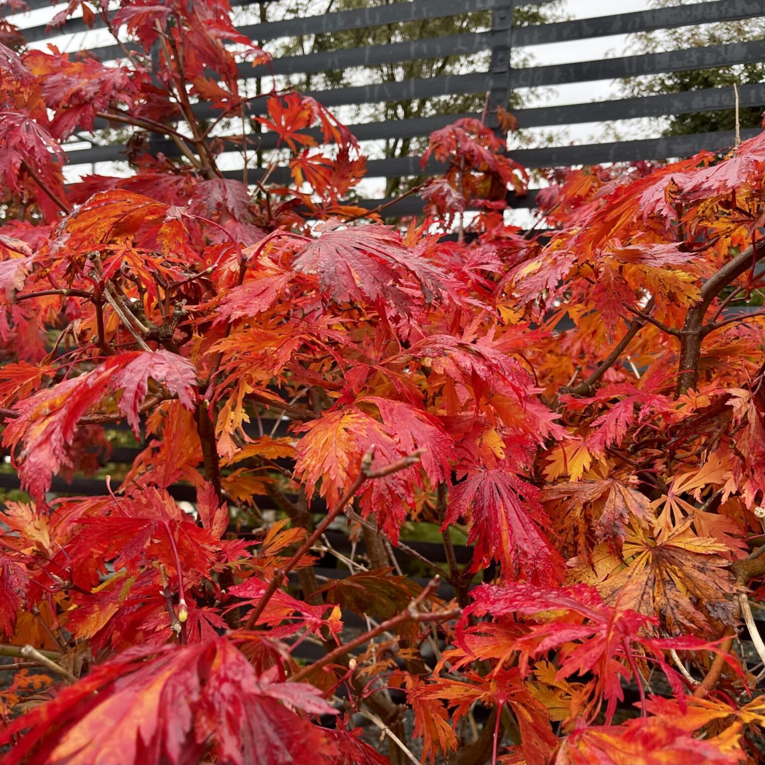 Acer japonicum aconitifolium Architectural Plants