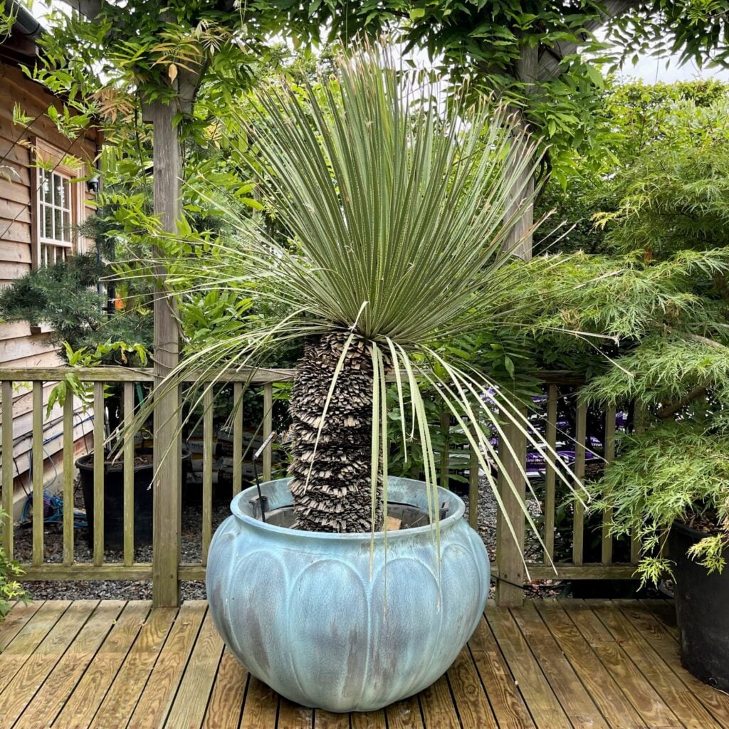 Botticelli Planter - Image 4
