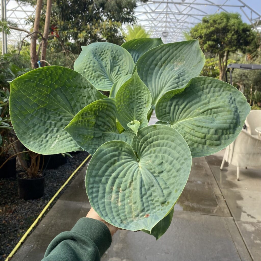 Hosta 'Drinking Gourd' Architectural Plants