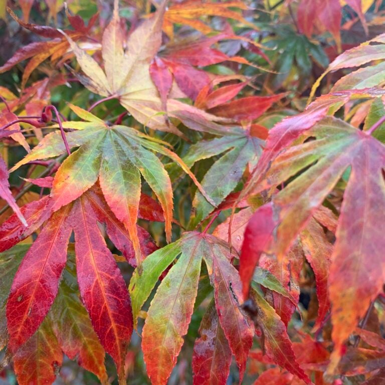 Acer palmatum 'Osakazuki' Architectural Plants