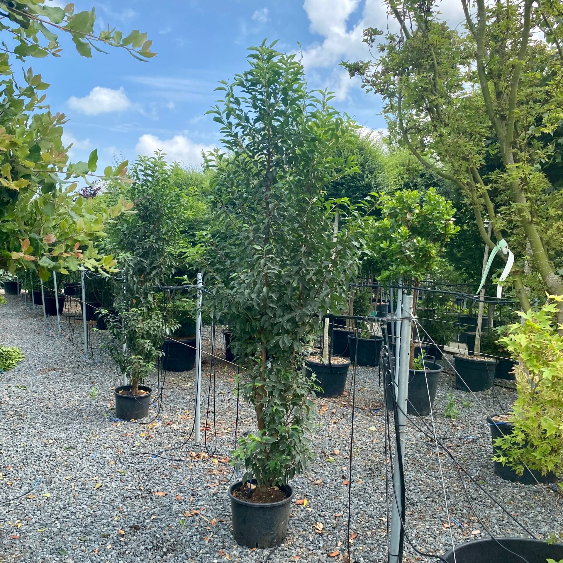 Prunus lusitanica myrtifolia - Hedging - Image 6