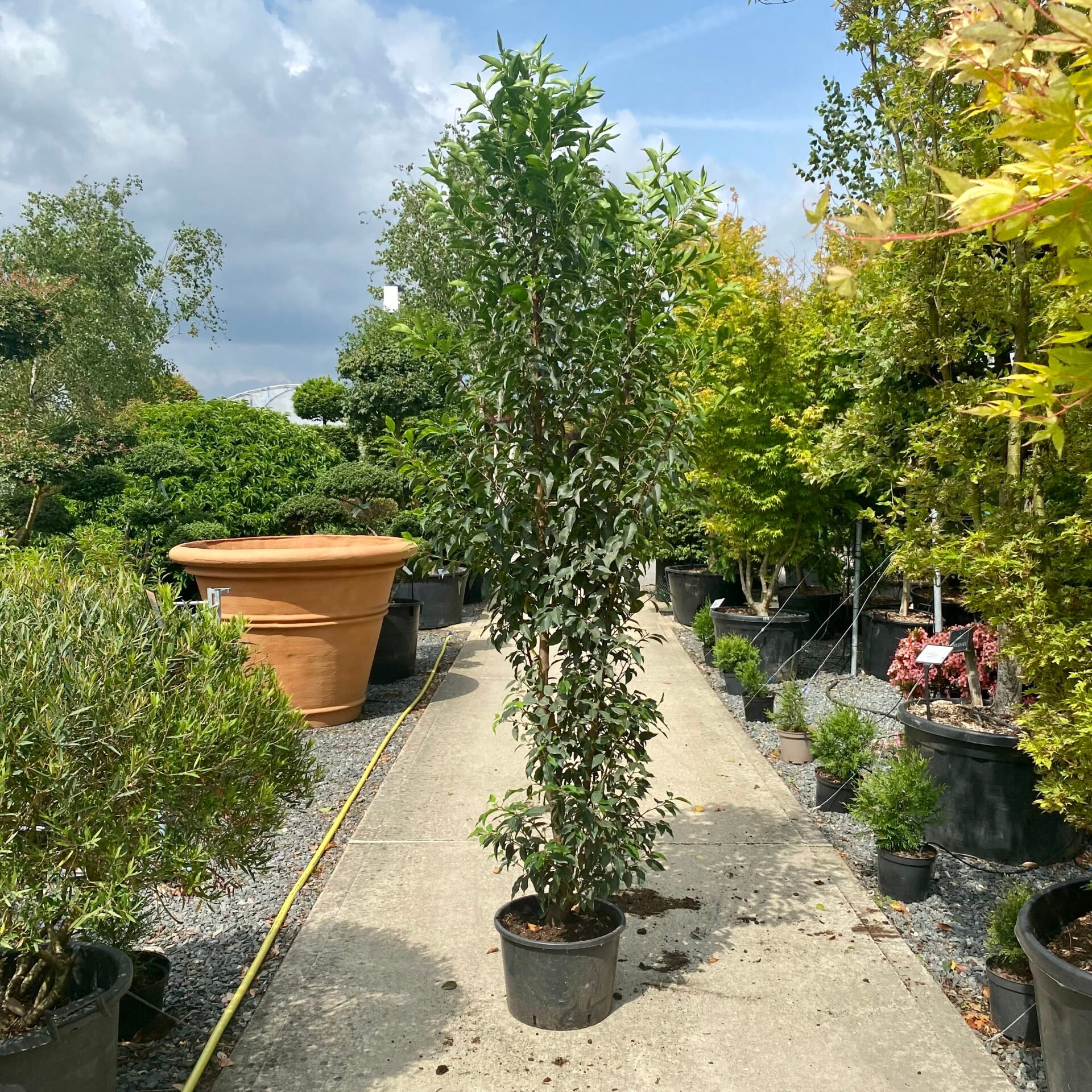 Prunus lusitanica myrtifolia - Hedging