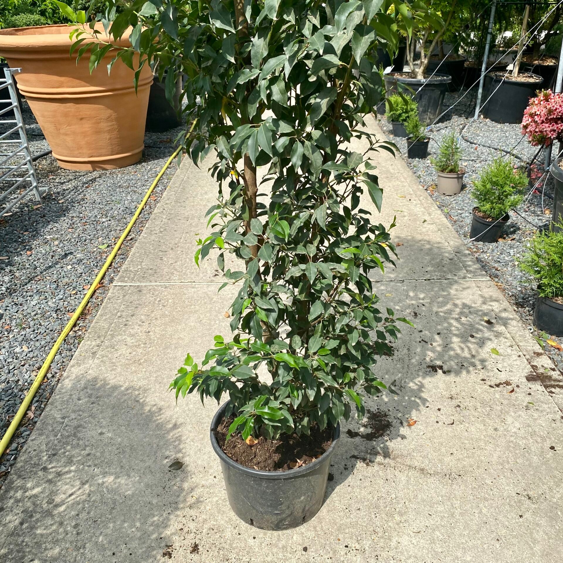 Prunus lusitanica myrtifolia - Hedging - Image 4