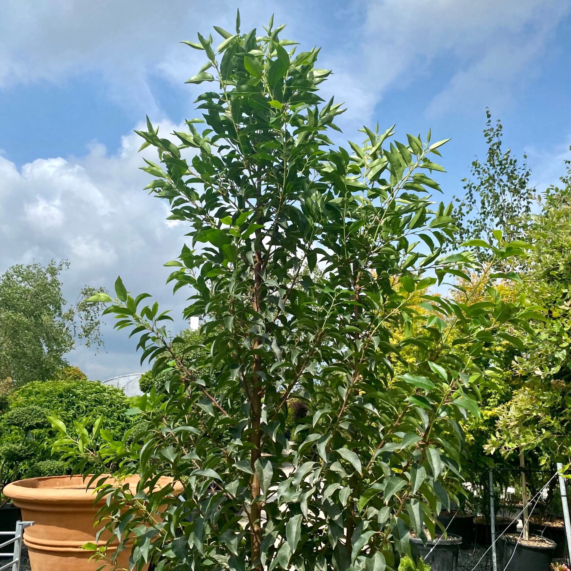 Prunus lusitanica myrtifolia - Hedging - Image 3