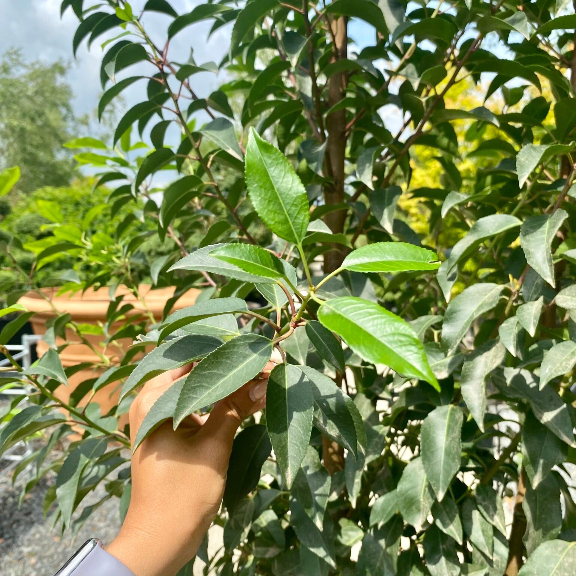 Prunus lusitanica myrtifolia - Hedging - Image 5
