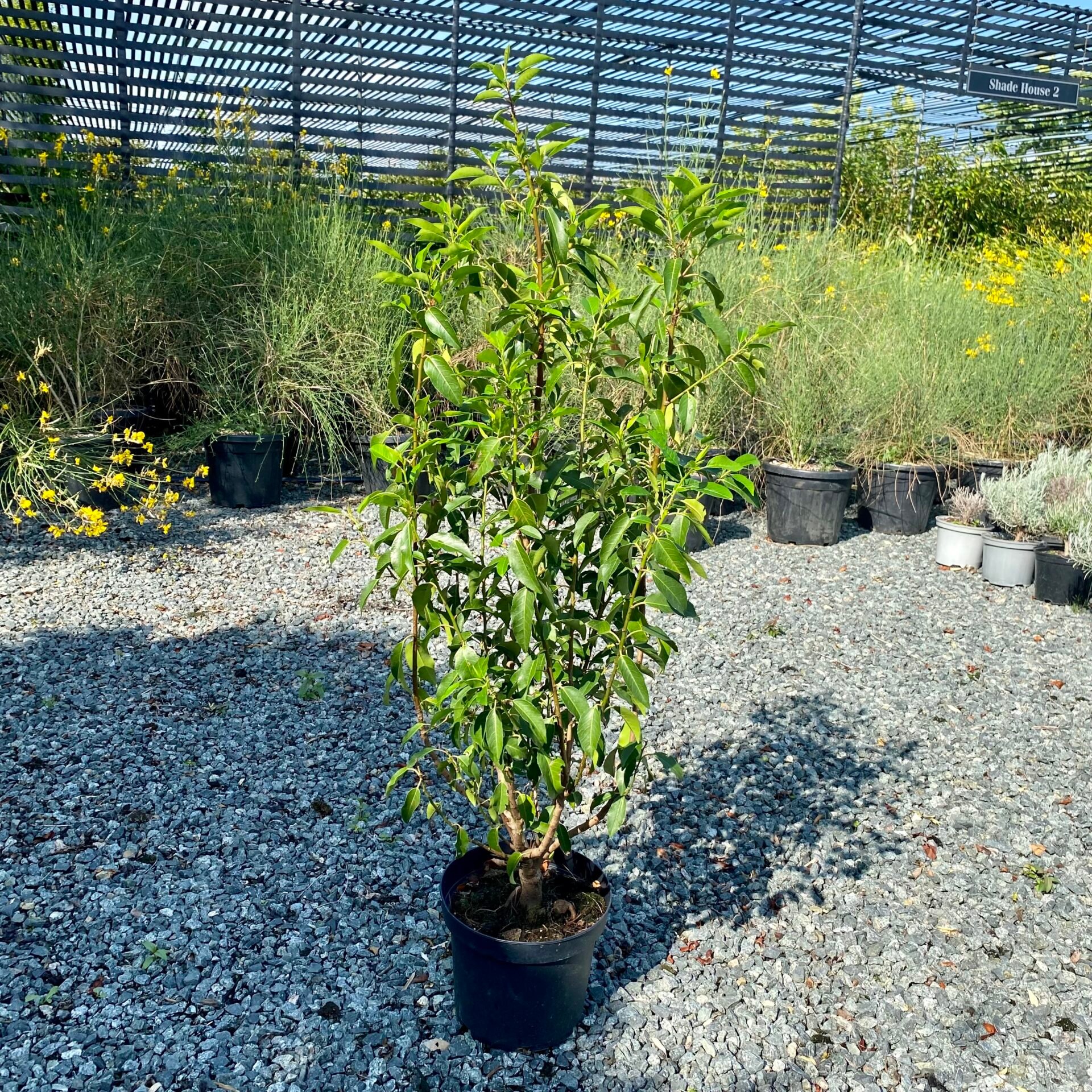 Prunus lusitanica myrtifolia - Hedging - Image 2