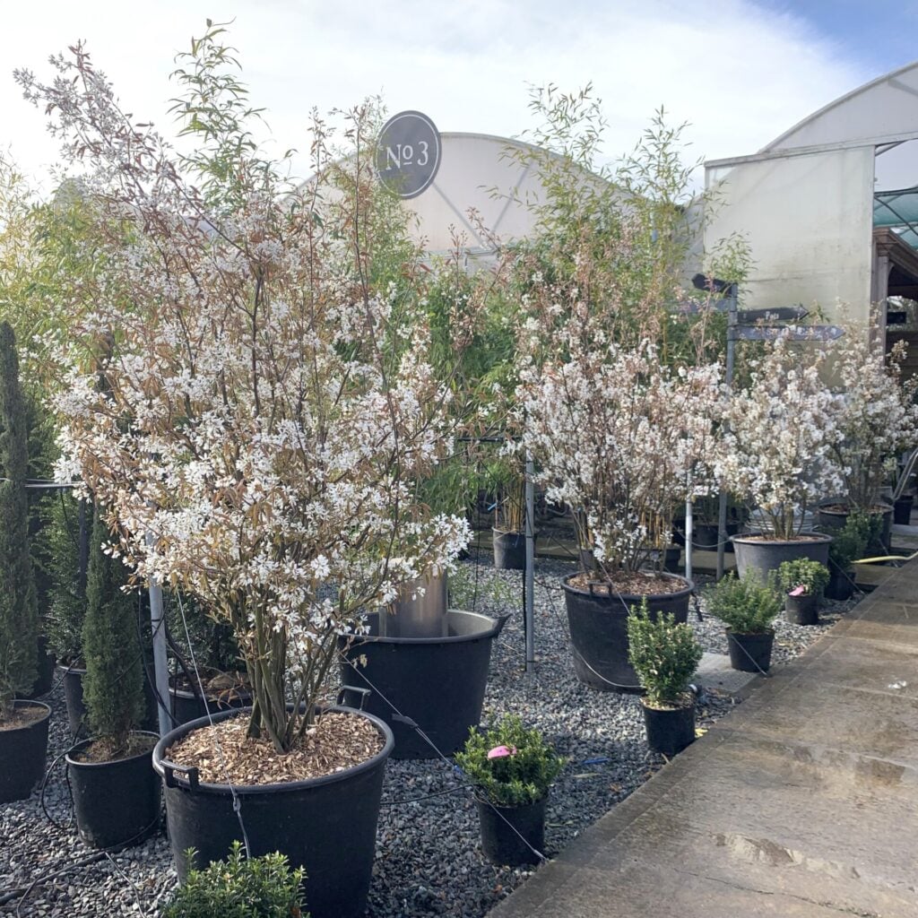 Amelanchier canadensis - Image 4