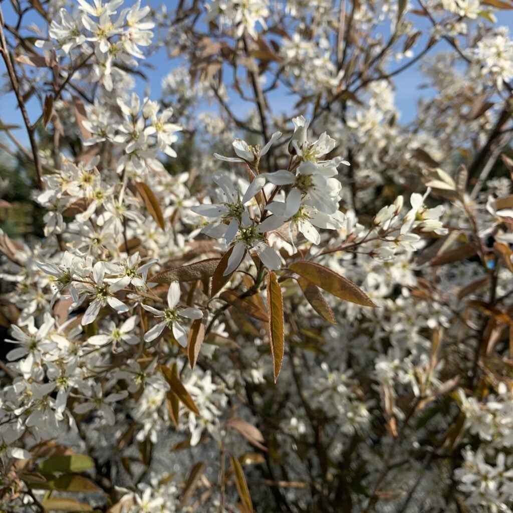 Amelanchier canadensis - Image 3