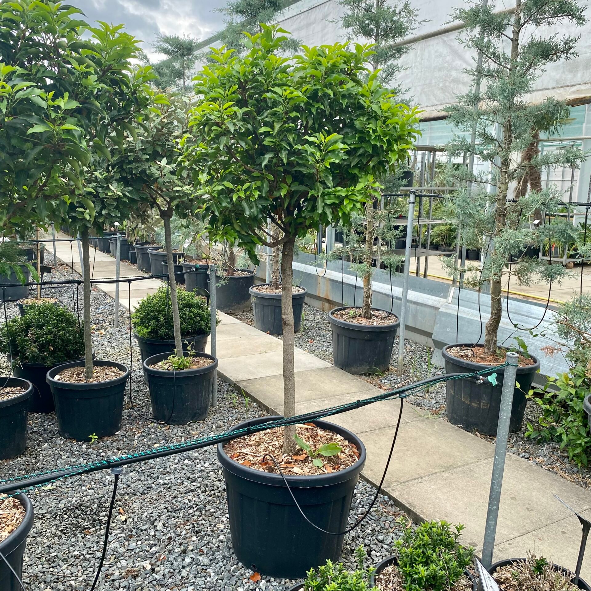 Prunus lusitanica myrtifolia - Standards