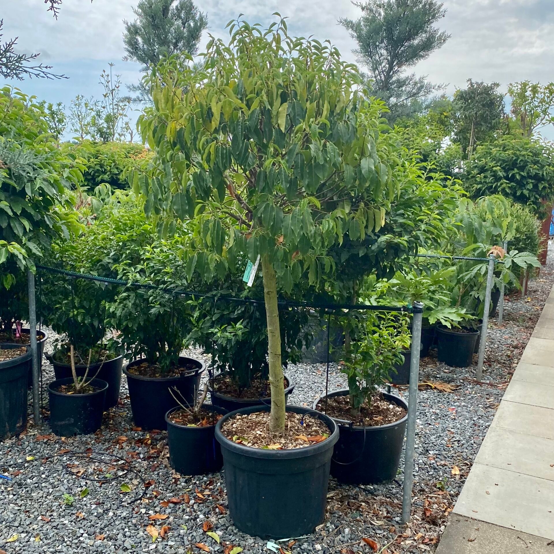 Prunus lusitanica myrtifolia - Standards - Image 2