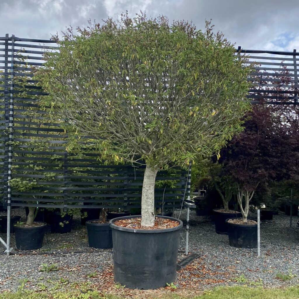 Prunus lusitanica myrtifolia - Standards - Image 4
