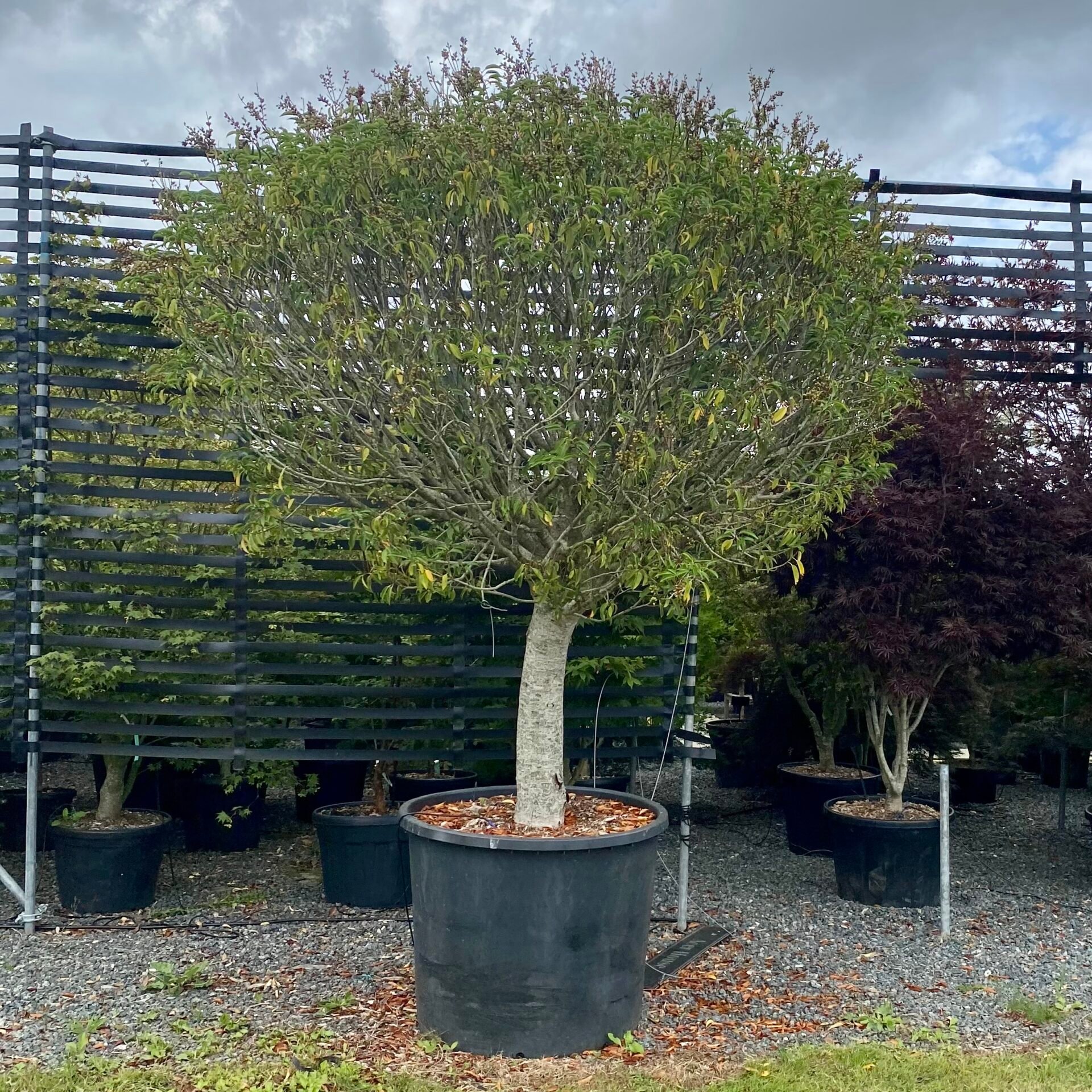 Prunus lusitanica myrtifolia - Standards - Image 4