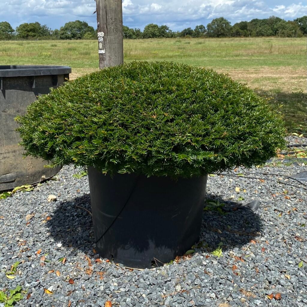 Topiary Inspiration Mood Board