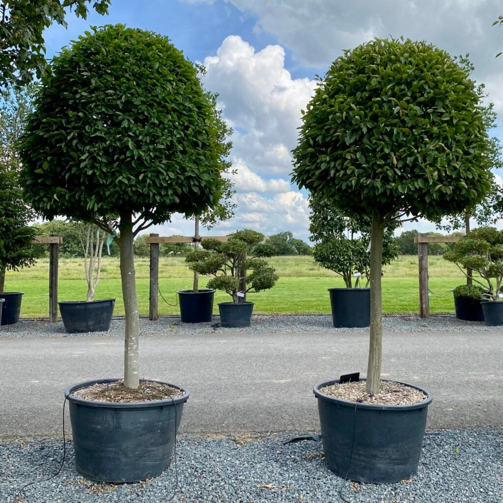 Carpinus betulus fastigiata - Standards