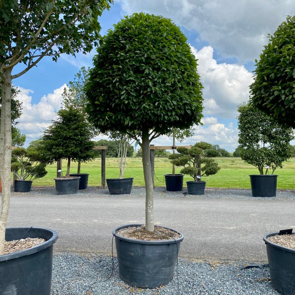 Carpinus betulus fastigiata - Standards - Image 2