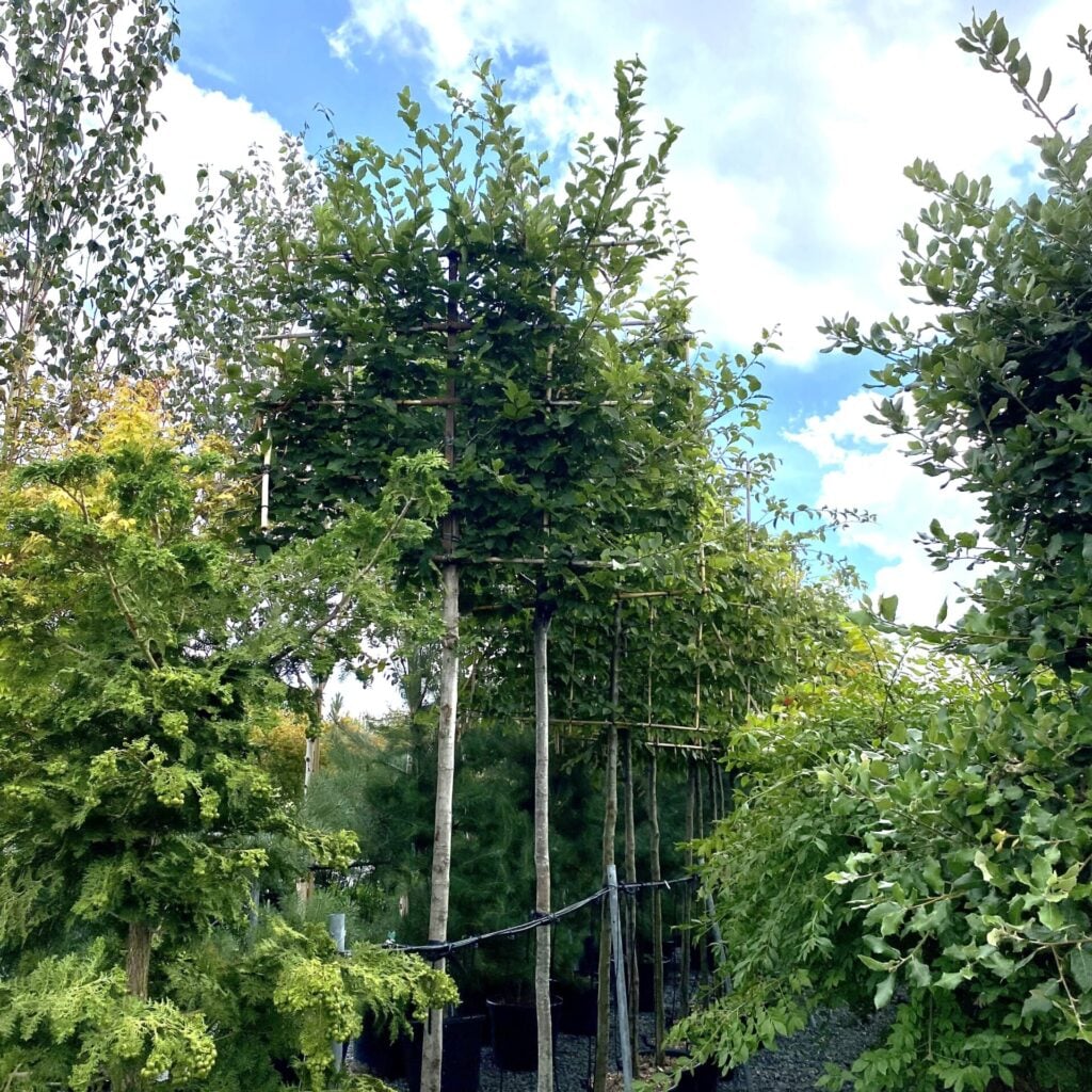 Carpinus betulus - Pleached - Image 2