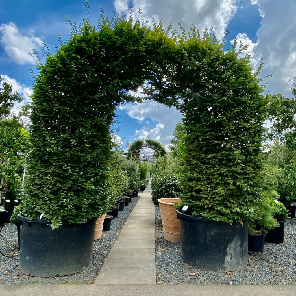 Carpinus betulus - Arch - Image 3