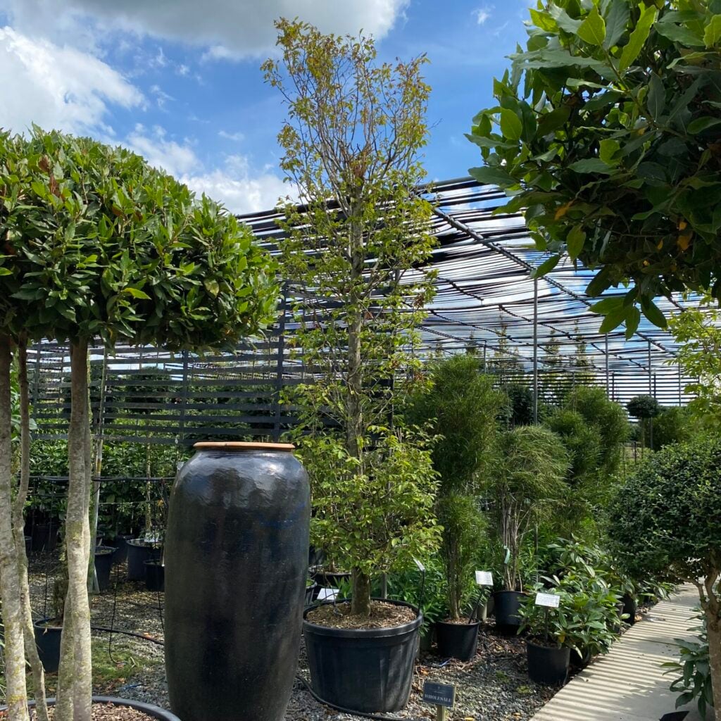 Carpinus betulus - Columns - Image 2