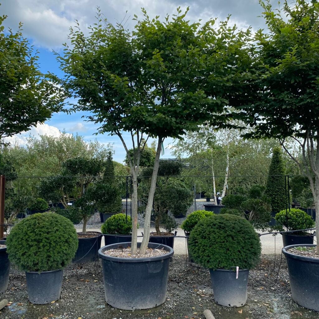 Carpinus betulus - Multistem - Image 2