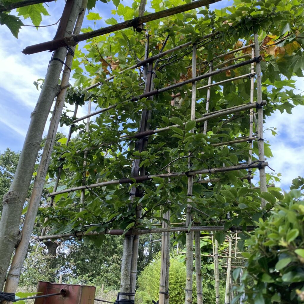 Carpinus betulus - Pleached