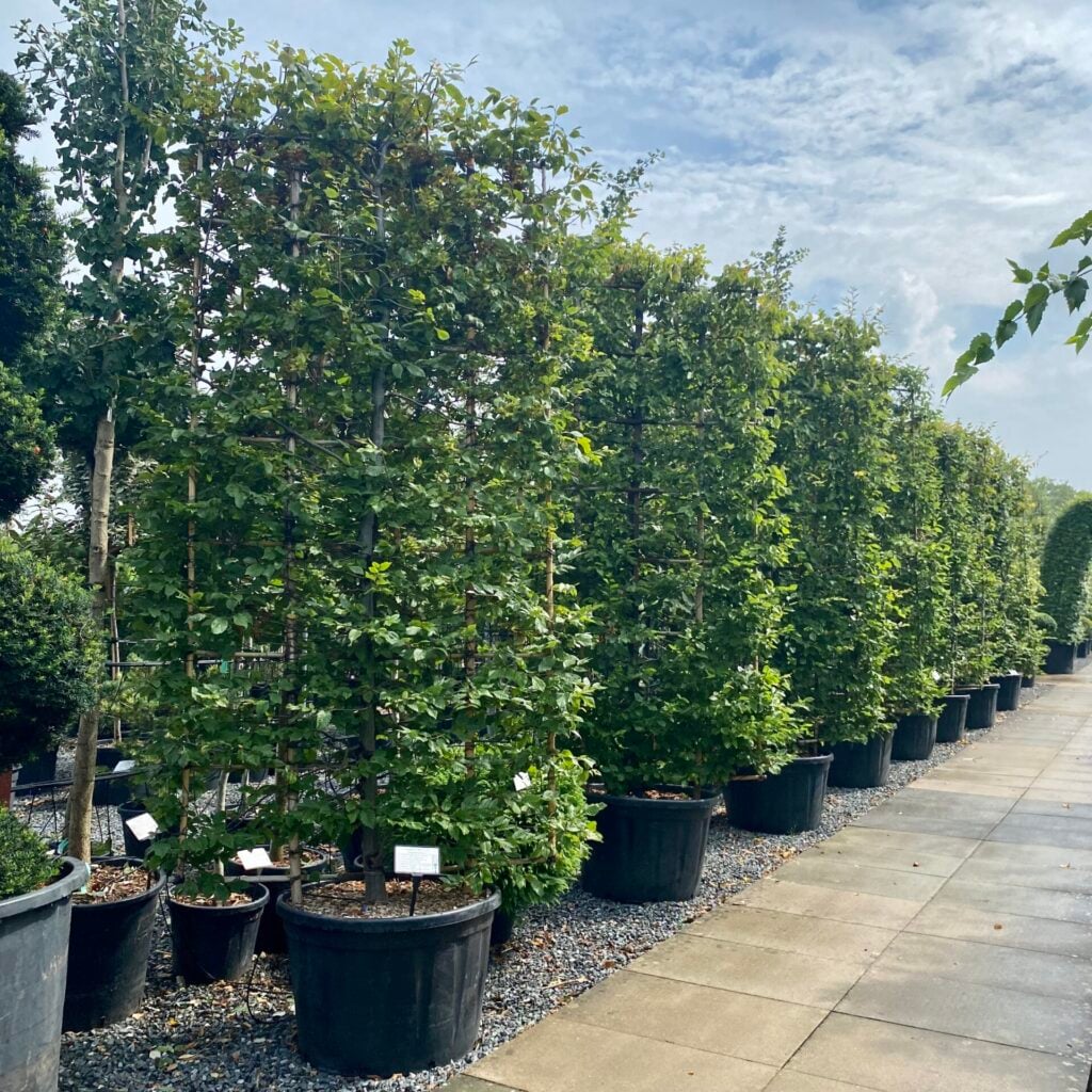 Carpinus betulus - Pleached - Image 3