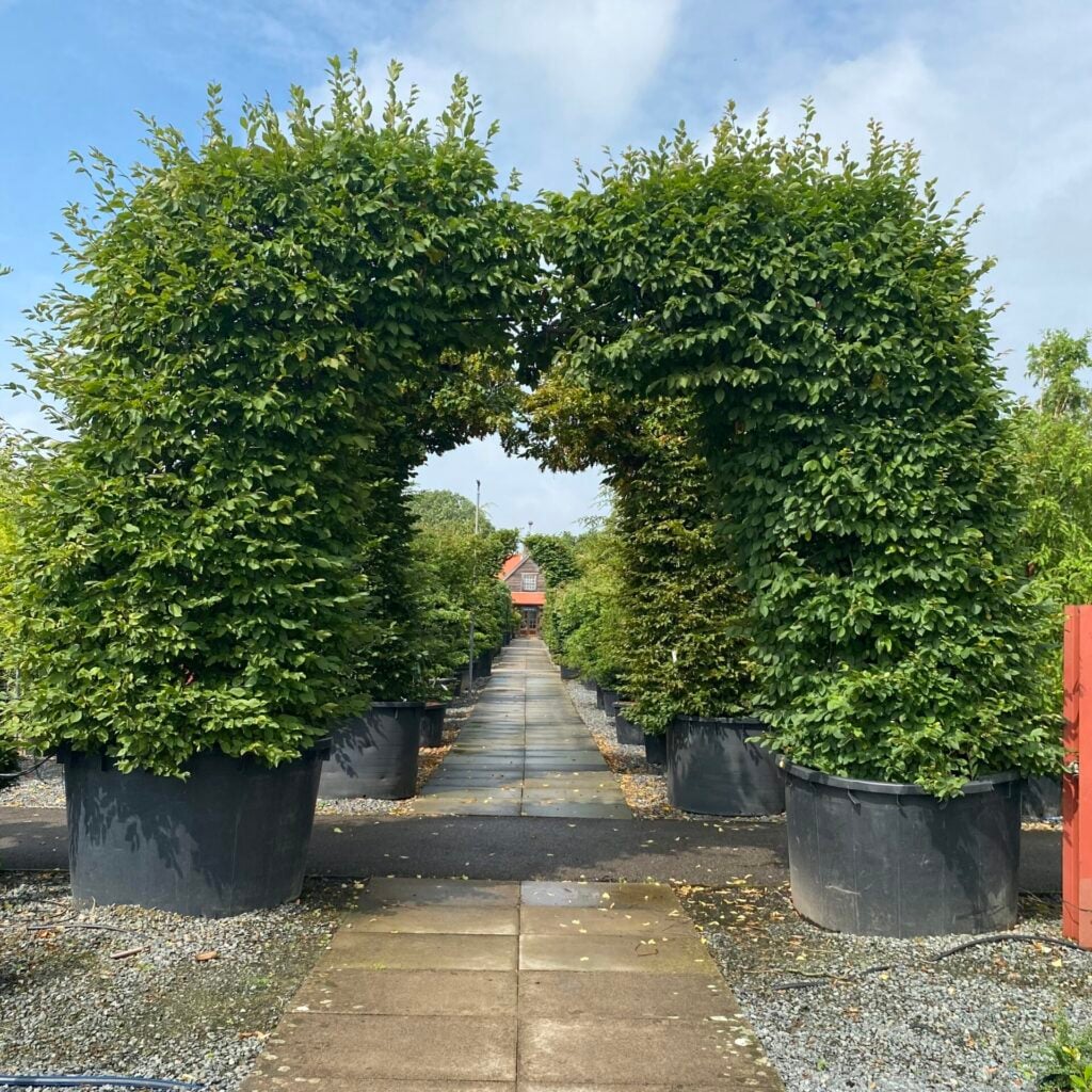 Carpinus betulus - Arch - Image 2