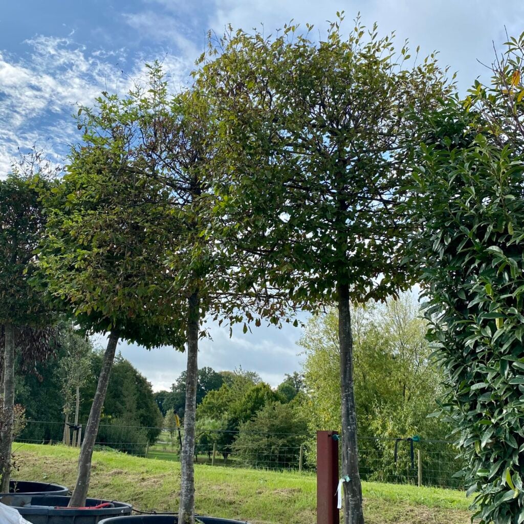 Carpinus betulus - Pleached - Image 4